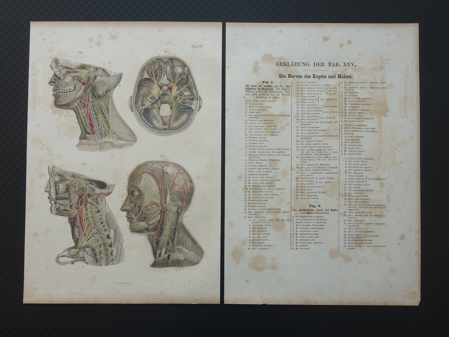 Oude anatomie print zenuwen in hoofd en hals 1871 Antieke prent Vintage anatomische illustratie zenuwbanen
