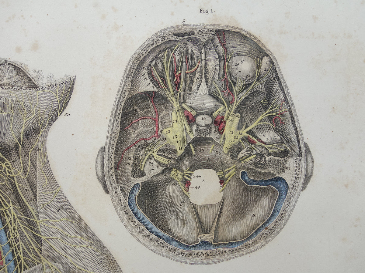 Old anatomy print nerves in head and neck 1871 Antique print Vintage anatomical illustration nerve pathways