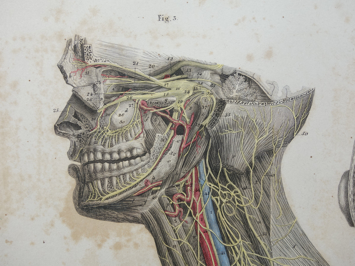 Old anatomy print nerves in head and neck 1871 Antique print Vintage anatomical illustration nerve pathways