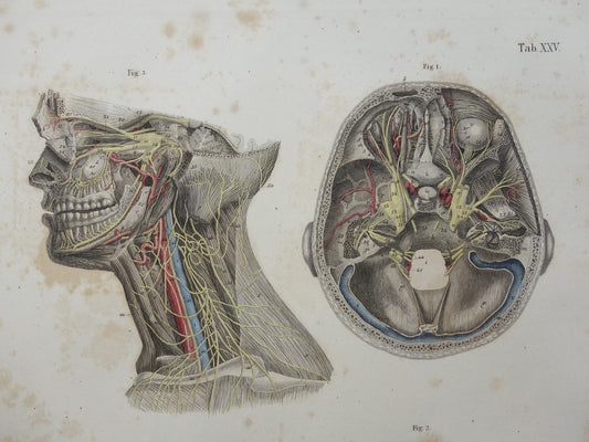 antieke anatomische prenten kopen