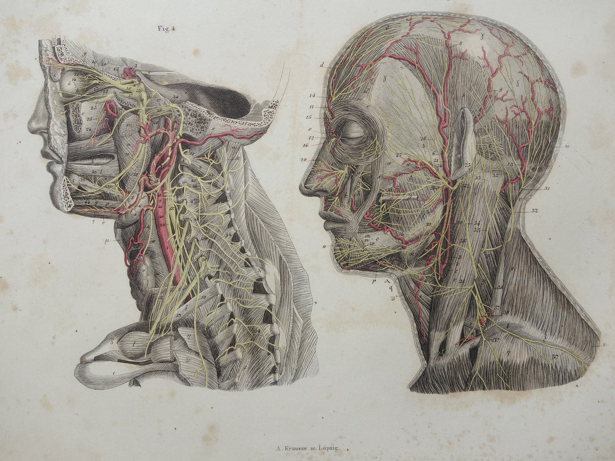Old anatomy print nerves in head and neck 1871 Antique print Vintage anatomical illustration nerve pathways
