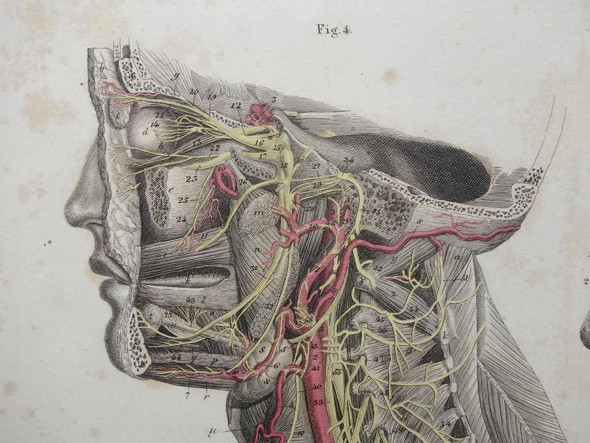 Old anatomy print nerves in head and neck 1871 Antique print Vintage anatomical illustration nerve pathways