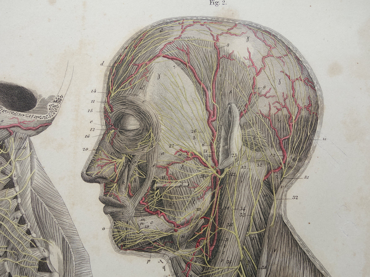 Old anatomy print nerves in head and neck 1871 Antique print Vintage anatomical illustration nerve pathways