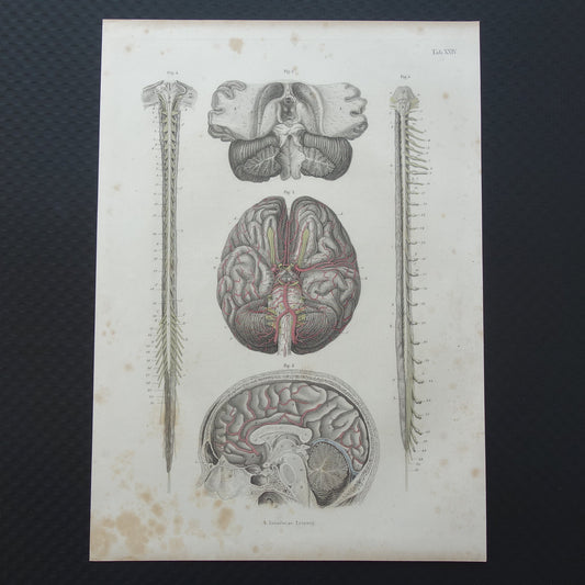 HERSENEN Oude anatomie print menselijke hersenen 1871 Antieke prent Vintage anatomische illustratie ruggenmerg