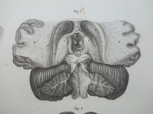 HERSENEN Oude anatomie print menselijke hersenen 1871 Antieke prent Vintage anatomische illustratie ruggenmerg