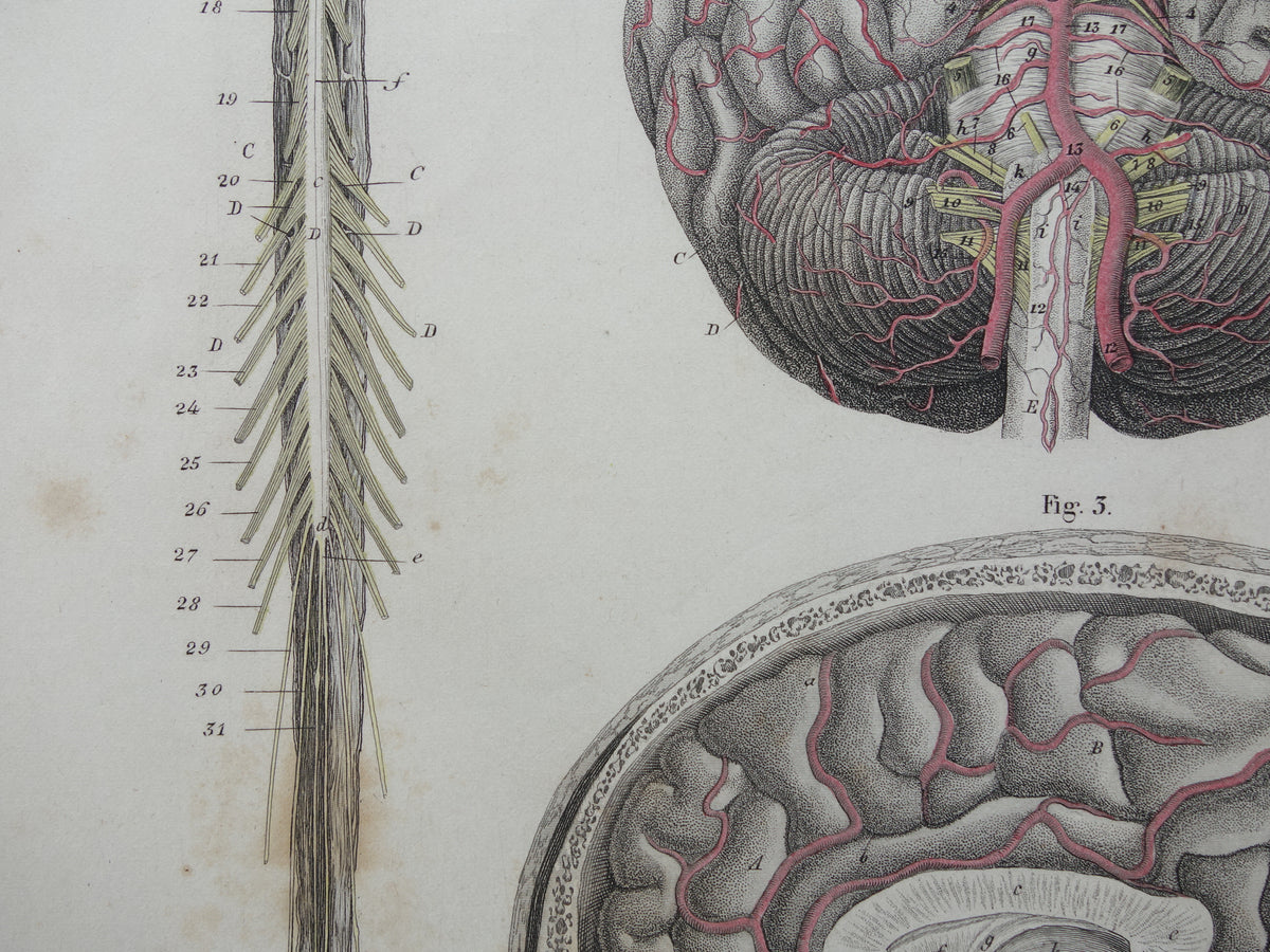 HERSENEN Oude anatomie print menselijke hersenen 1871 Antieke prent Vintage anatomische illustratie ruggenmerg