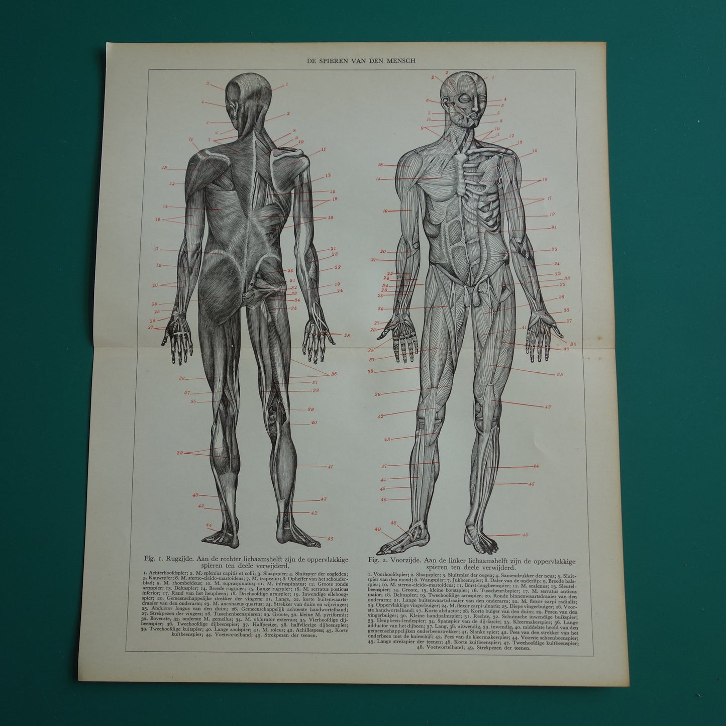 Muscles of the human body vintage anatomy print