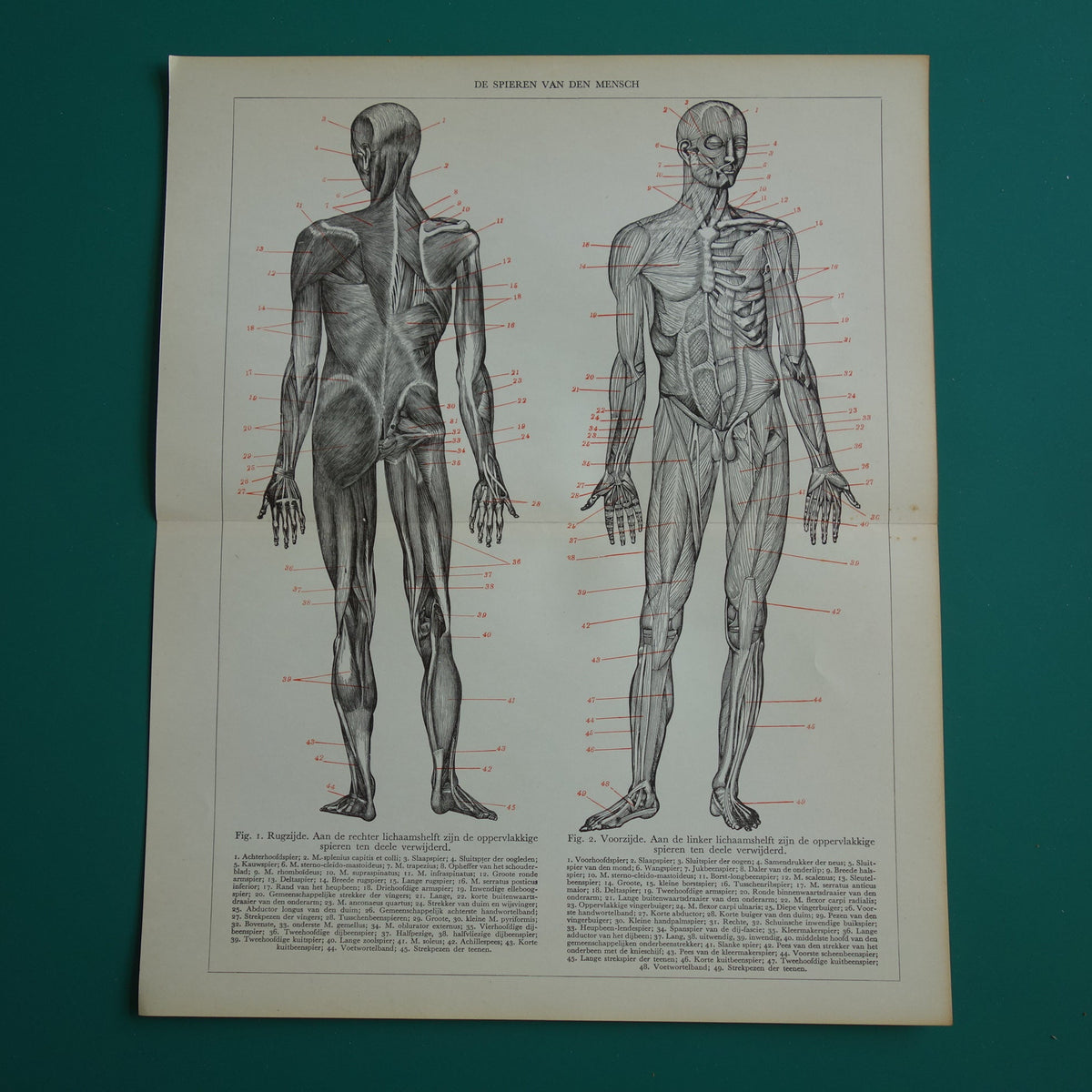 SPIEREN Oude anatomie prent uit 1938 originele vintage anatomische illustratie menselijk lichaam print