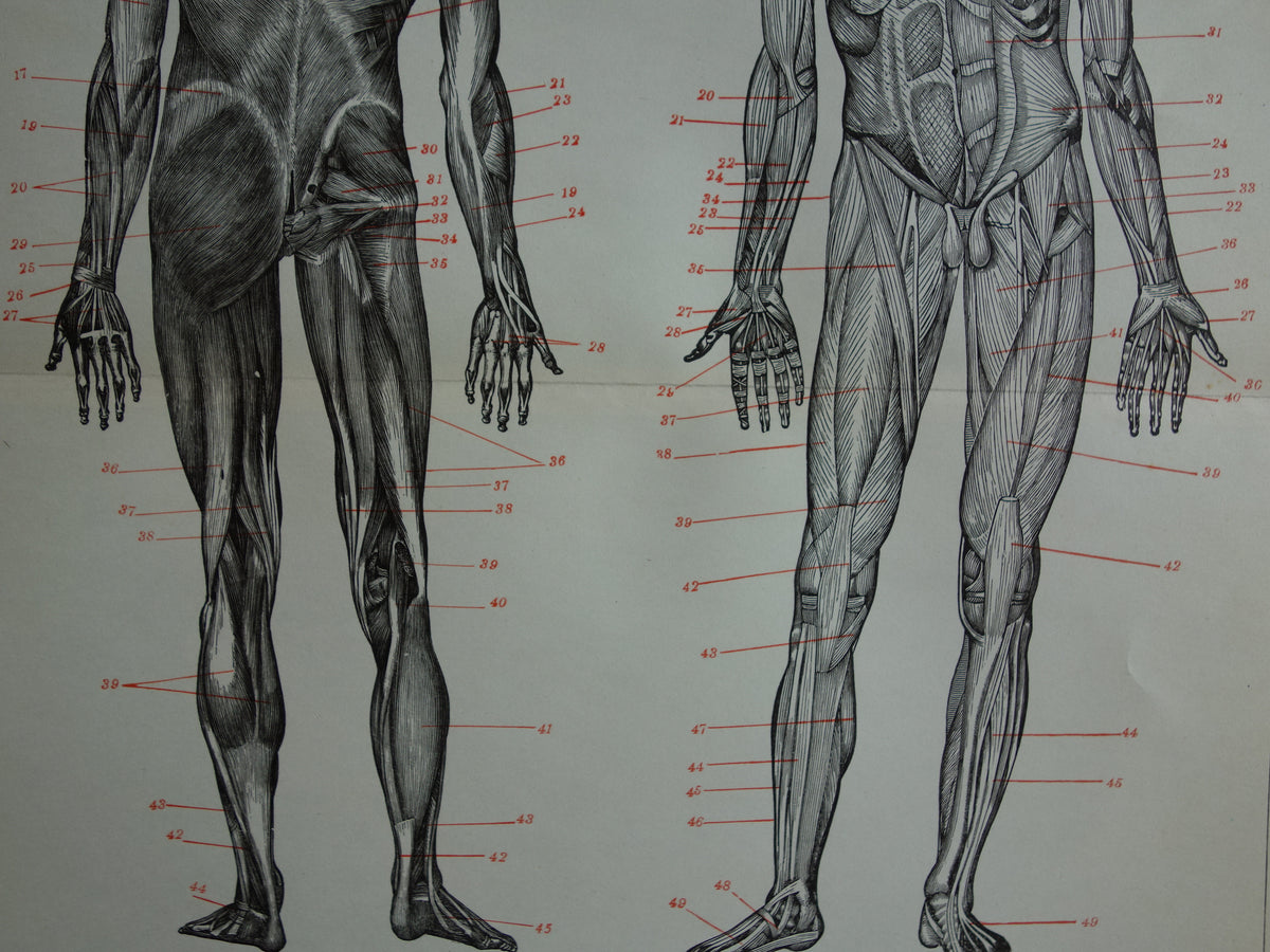 SPIEREN Oude anatomie prent uit 1938 originele vintage anatomische illustratie menselijk lichaam print