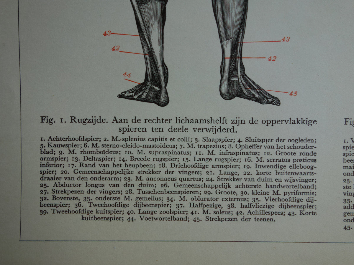 SPIEREN Oude anatomie prent uit 1938 originele vintage anatomische illustratie menselijk lichaam print