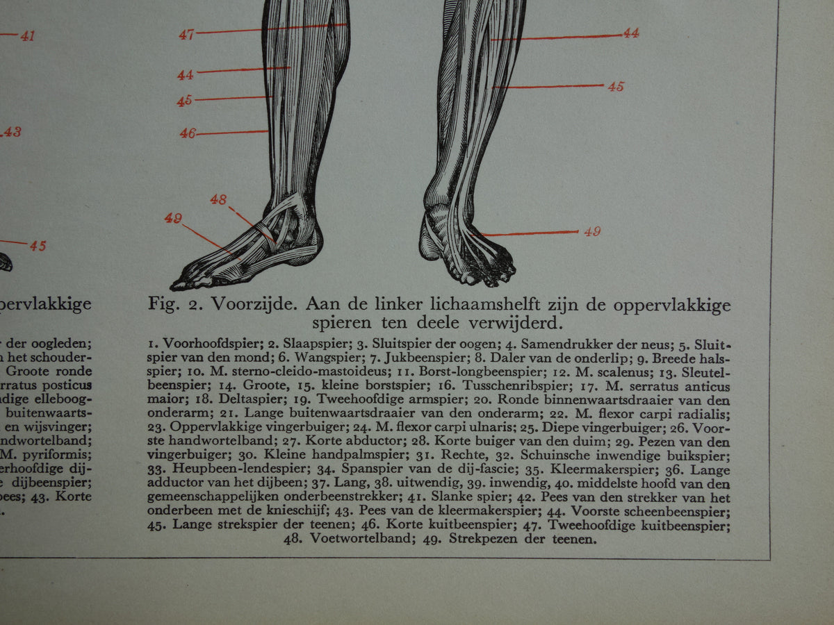 SPIEREN Oude anatomie prent uit 1938 originele vintage anatomische illustratie menselijk lichaam print