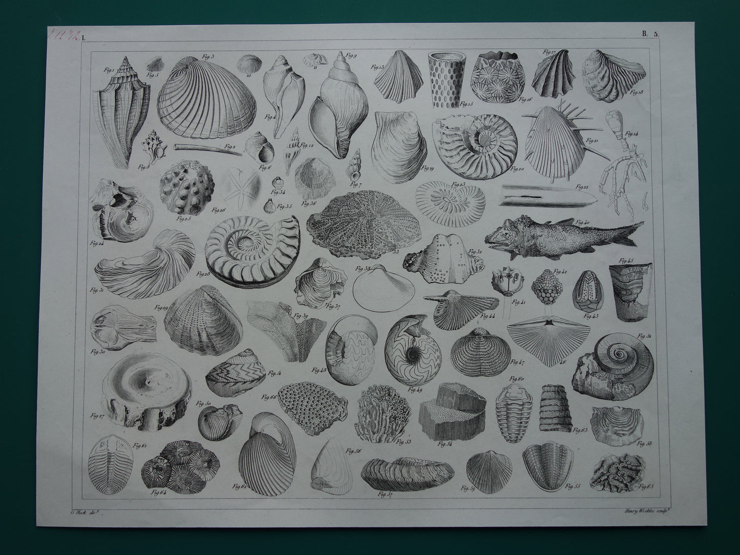 SCHELPEN 175+ jaar oude prent van fossielen originele antieke illustratie schelp fossiel vintage afbeelding prints