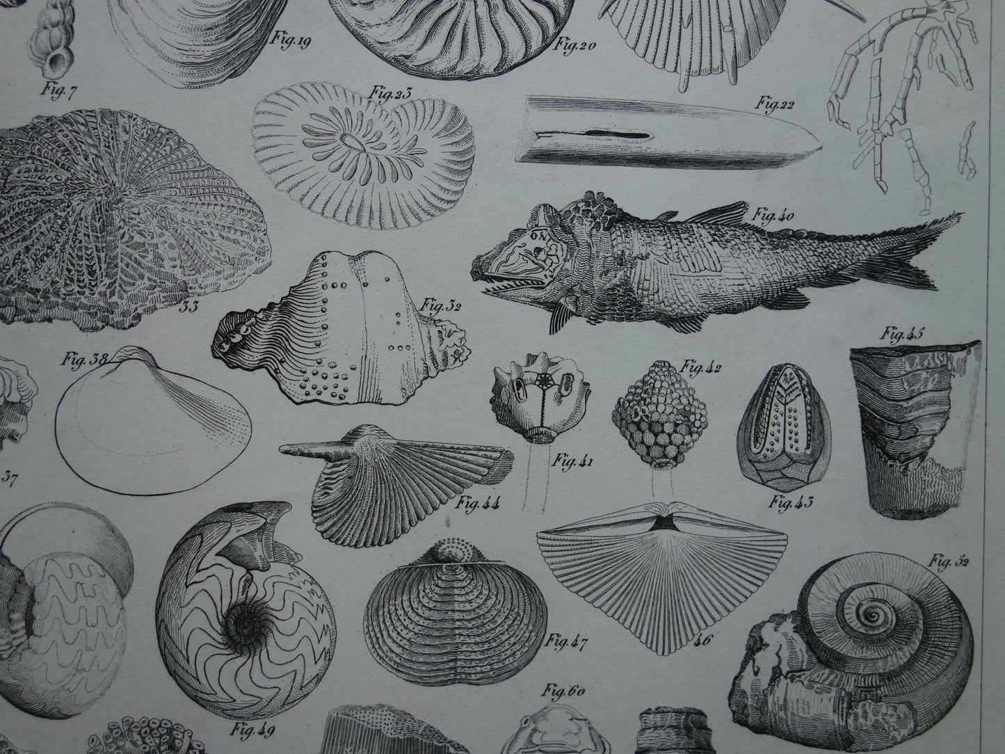 SCHELPEN 175+ jaar oude prent van fossielen originele antieke illustratie schelp fossiel vintage afbeelding prints