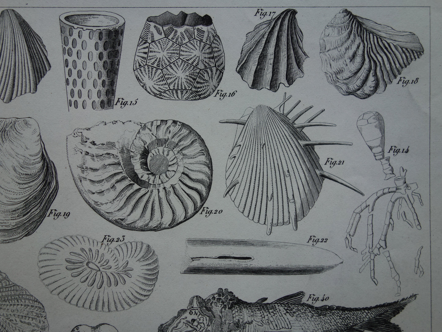 SCHELPEN 175+ jaar oude prent van fossielen originele antieke illustratie schelp fossiel vintage afbeelding prints