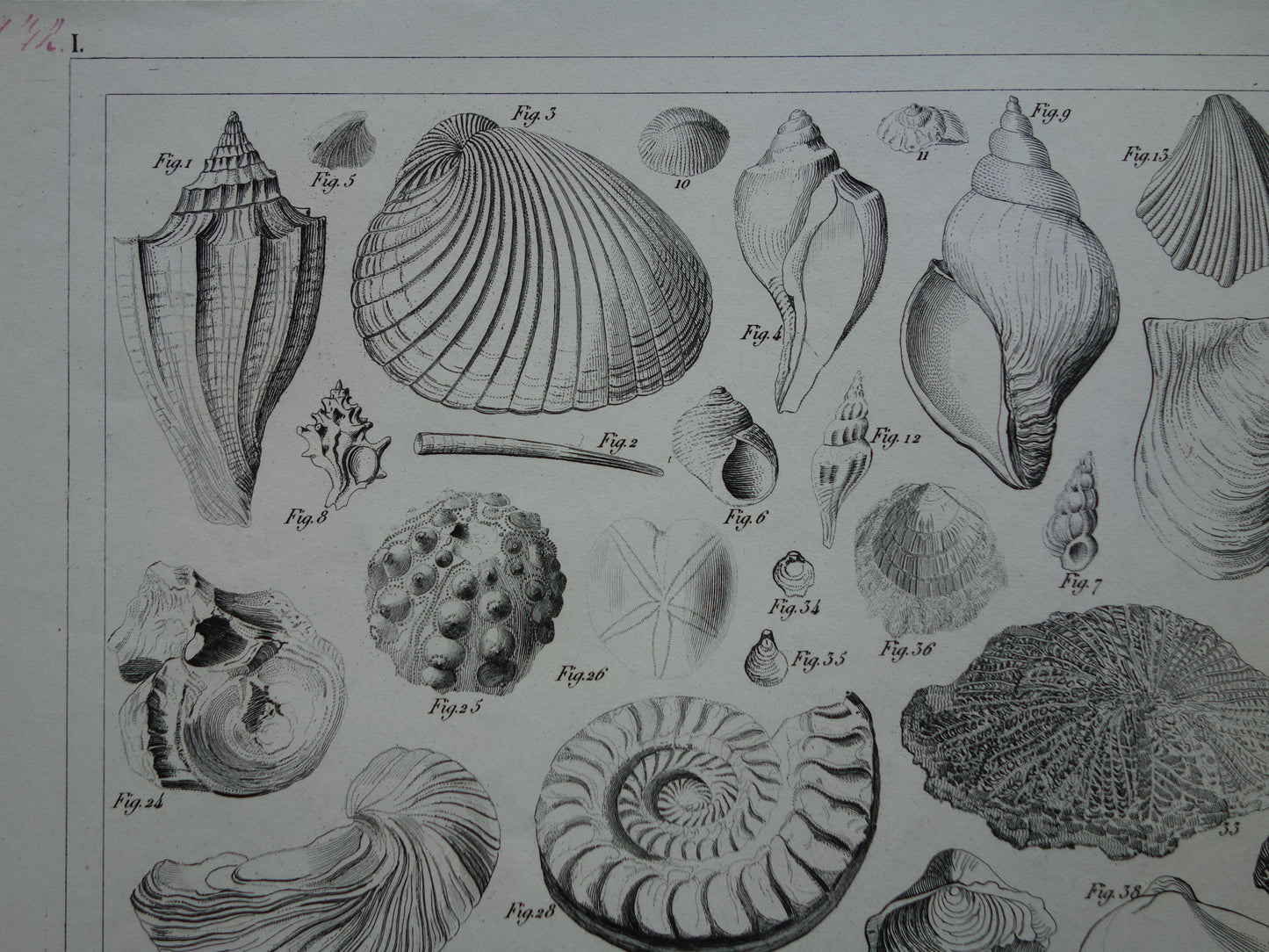 SCHELPEN 175+ jaar oude prent van fossielen originele antieke illustratie schelp fossiel vintage afbeelding prints