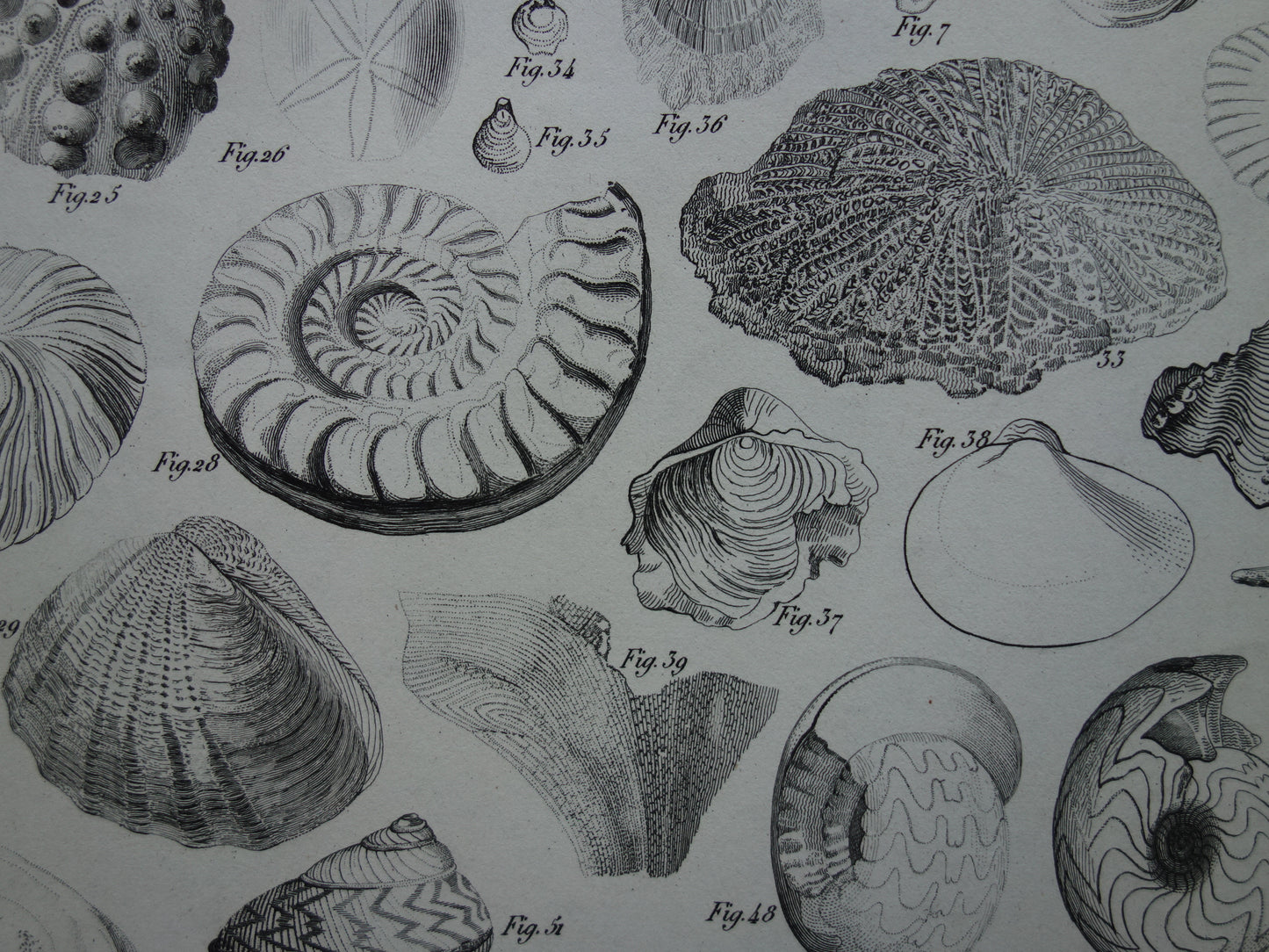 SCHELPEN 175+ jaar oude prent van fossielen originele antieke illustratie schelp fossiel vintage afbeelding prints