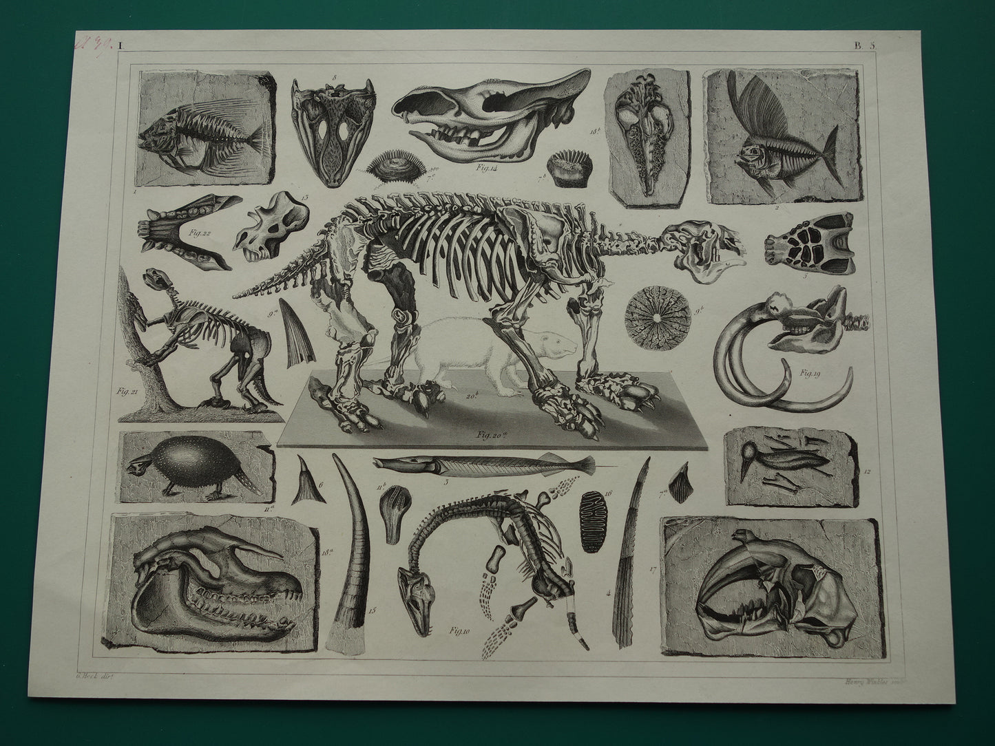 FOSSIELEN 170+ jaar oude prent van Fossielen originele antieke illustratie Megatherium Fossiel vintage afbeelding prints