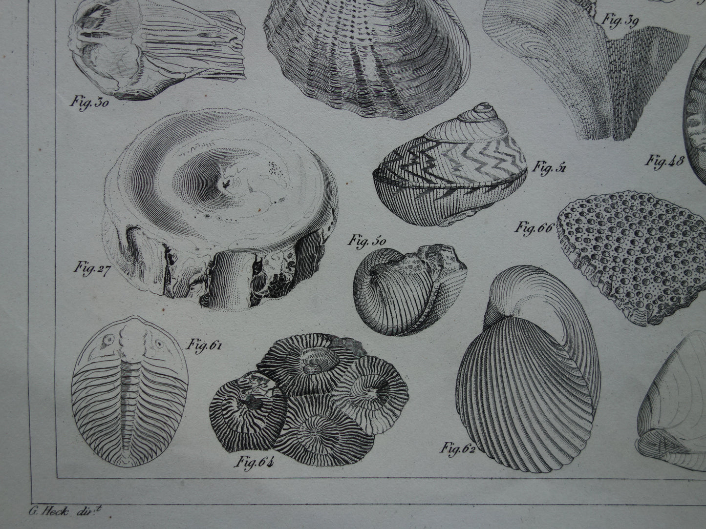 SCHELPEN 175+ jaar oude prent van fossielen originele antieke illustratie schelp fossiel vintage afbeelding prints