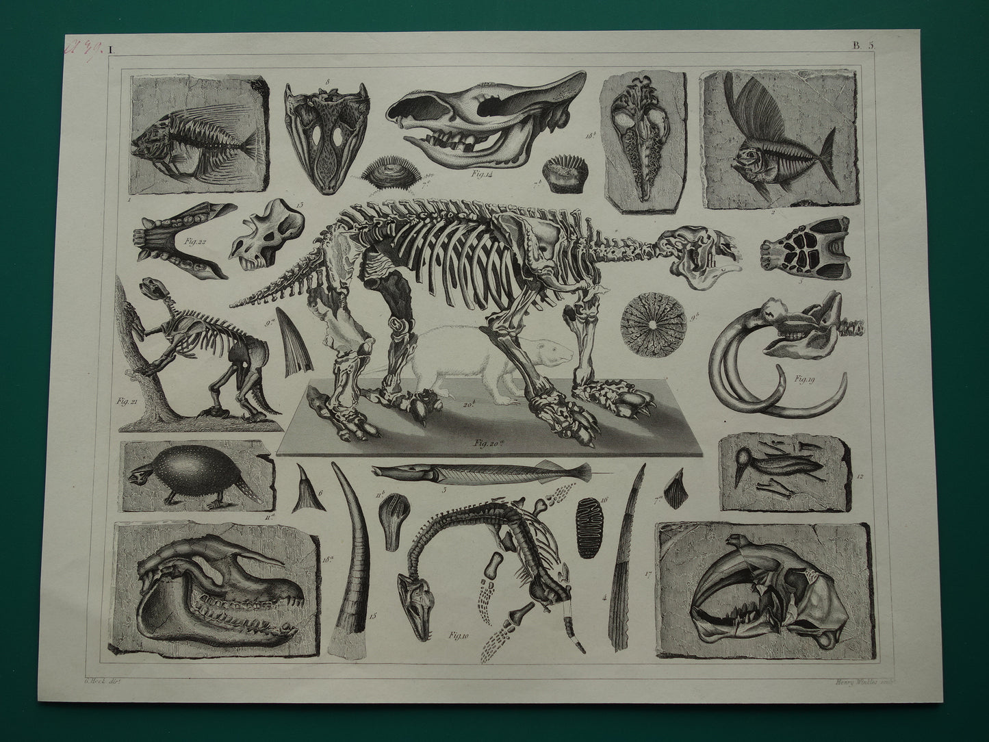 FOSSIELEN 170+ jaar oude prent van Fossielen originele antieke illustratie Megatherium Fossiel vintage afbeelding prints