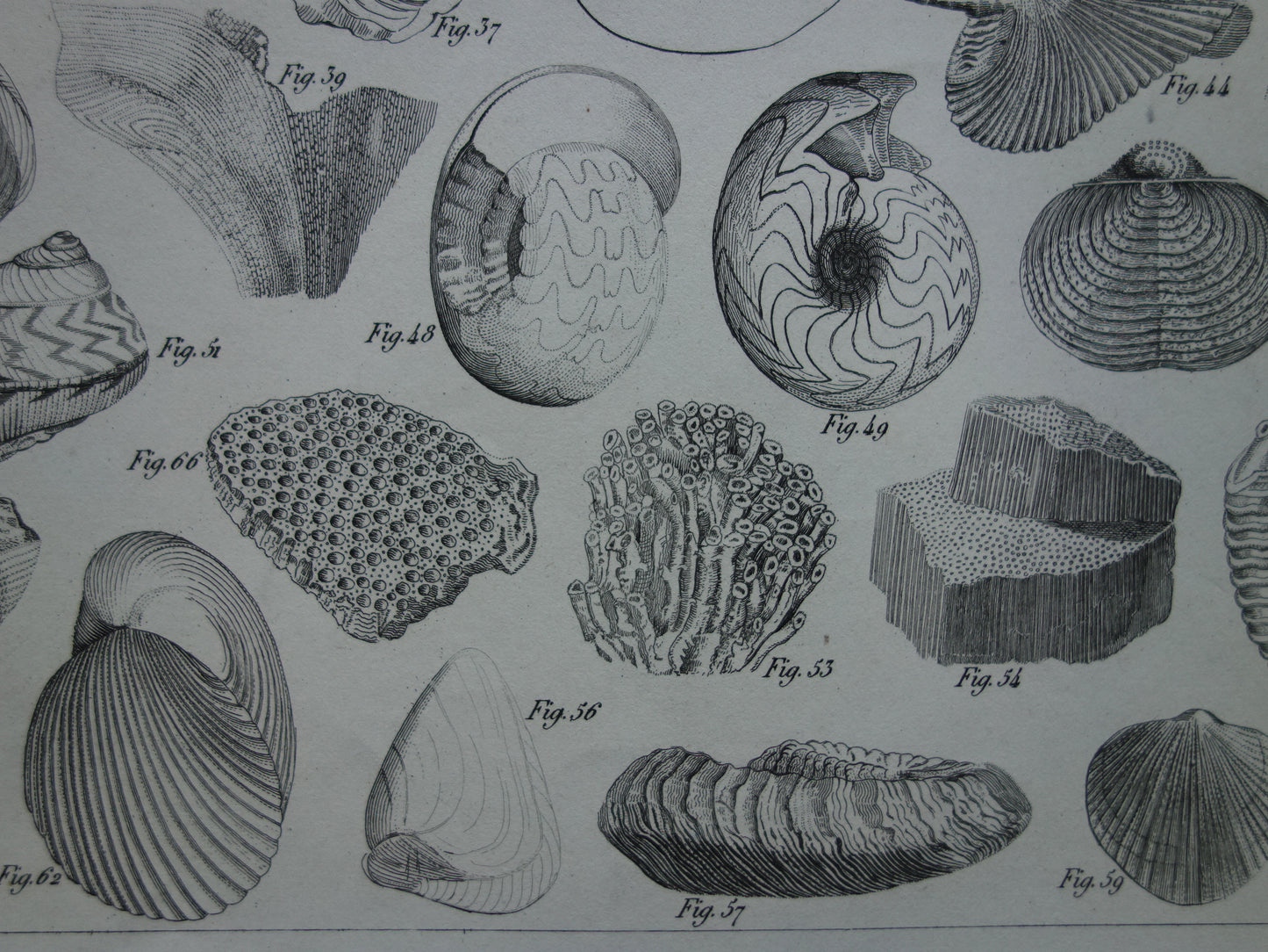 SCHELPEN 175+ jaar oude prent van fossielen originele antieke illustratie schelp fossiel vintage afbeelding prints
