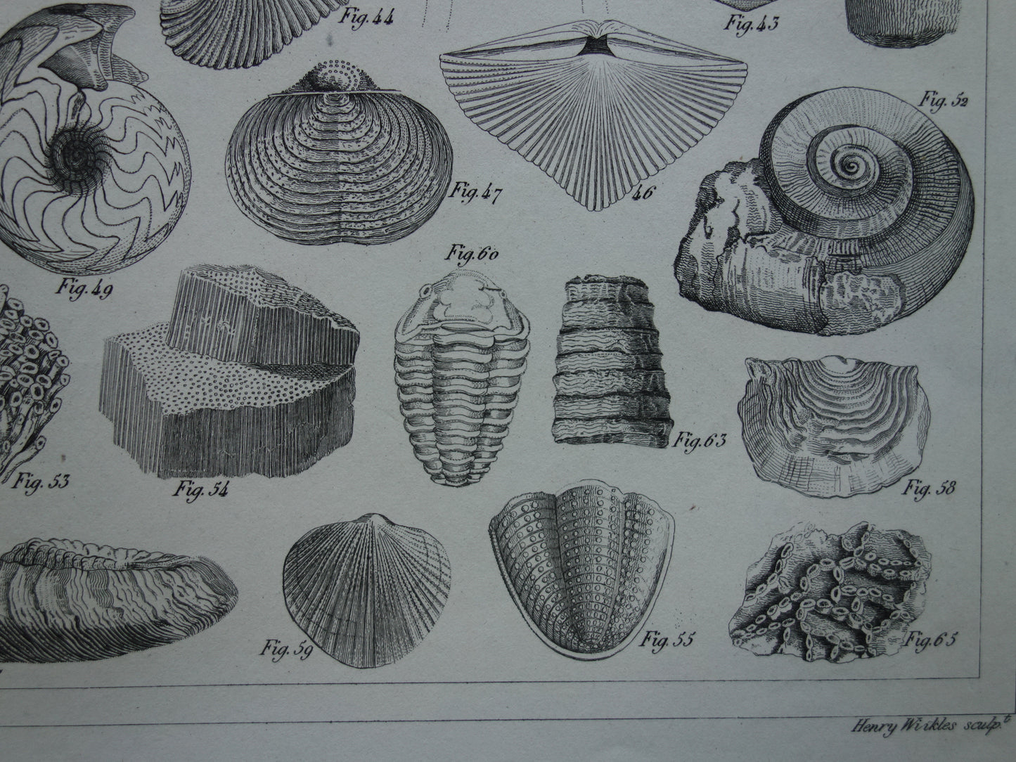 SCHELPEN 175+ jaar oude prent van fossielen originele antieke illustratie schelp fossiel vintage afbeelding prints
