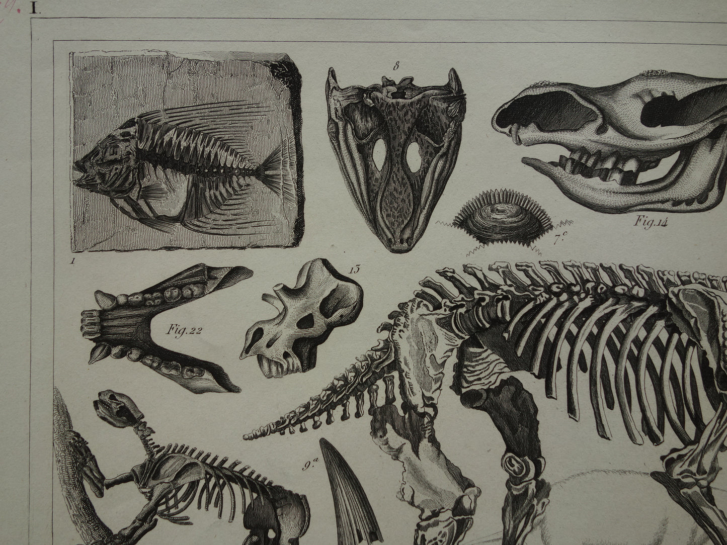 FOSSIELEN 170+ jaar oude prent van Fossielen originele antieke illustratie Megatherium Fossiel vintage afbeelding prints