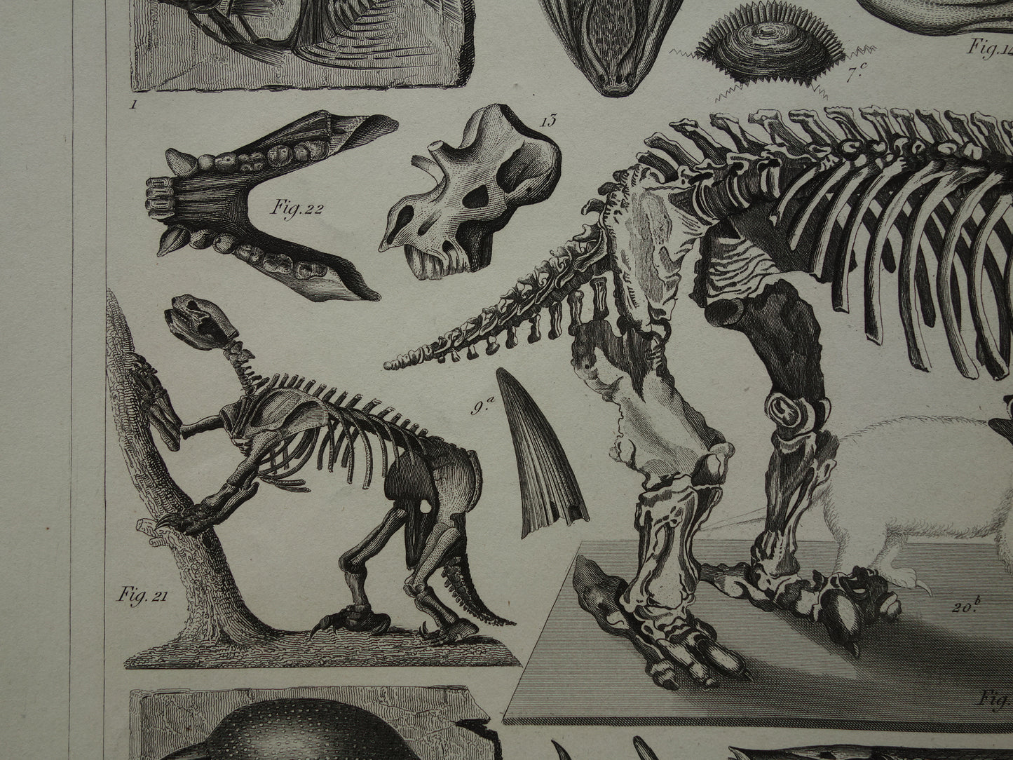 FOSSIELEN 170+ jaar oude prent van Fossielen originele antieke illustratie Megatherium Fossiel vintage afbeelding prints