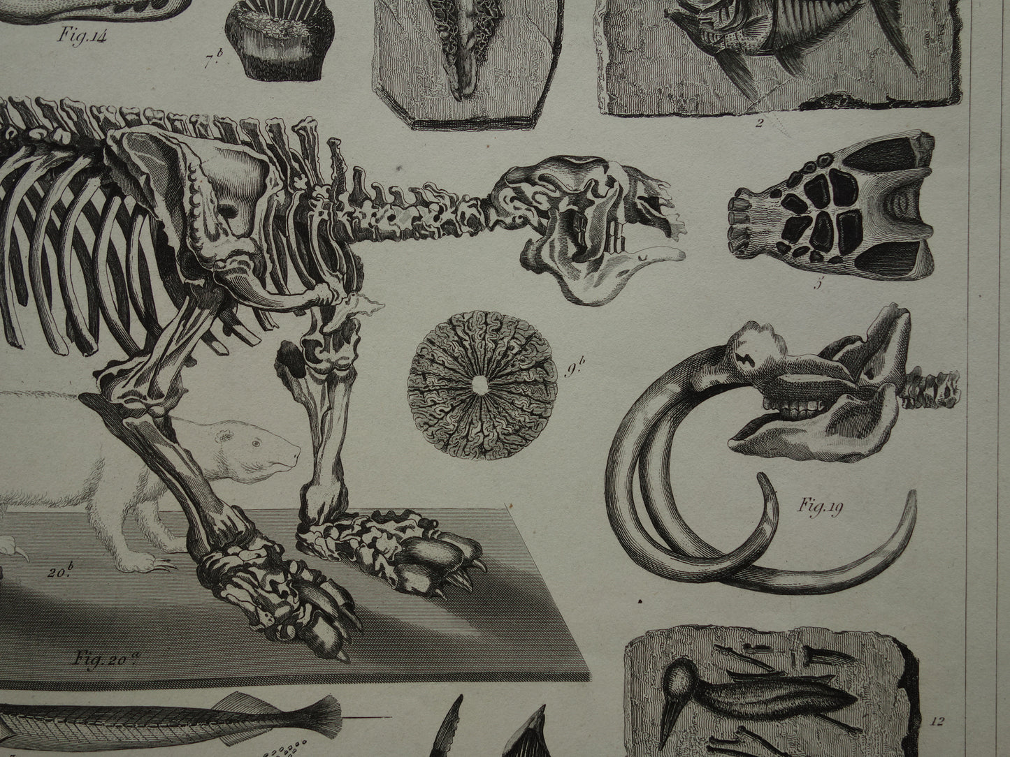 FOSSIELEN 170+ jaar oude prent van Fossielen originele antieke illustratie Megatherium Fossiel vintage afbeelding prints