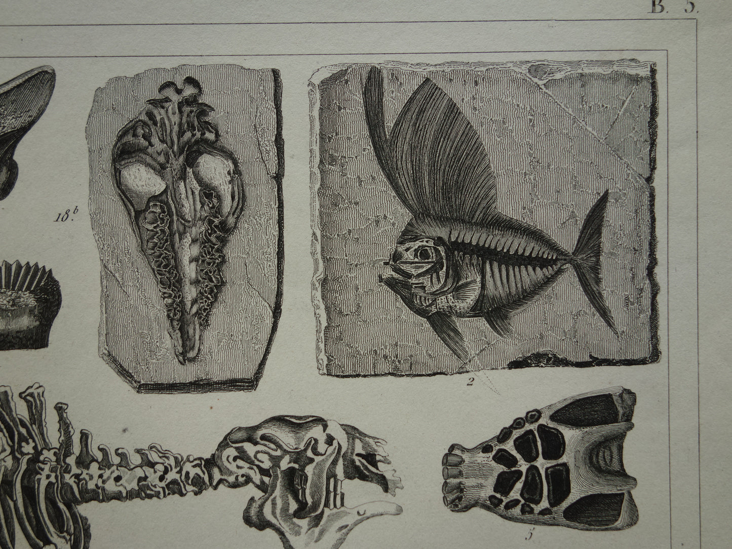 FOSSIELEN 170+ jaar oude prent van Fossielen originele antieke illustratie Megatherium Fossiel vintage afbeelding prints