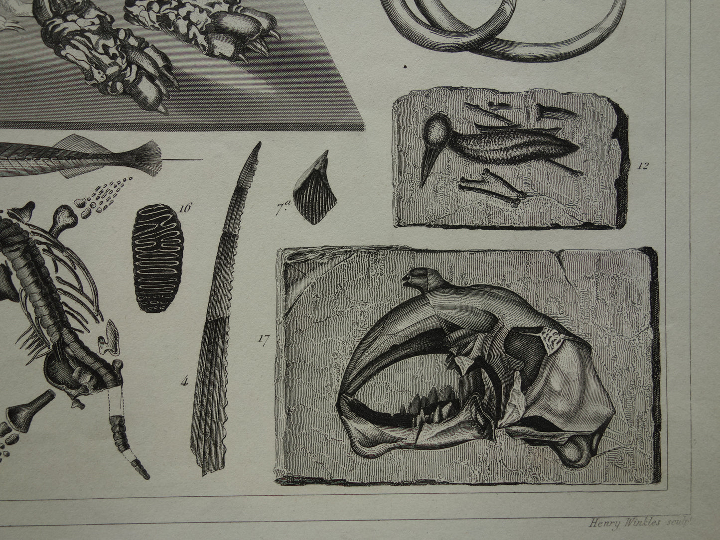 FOSSIELEN 170+ jaar oude prent van Fossielen originele antieke illustratie Megatherium Fossiel vintage afbeelding prints