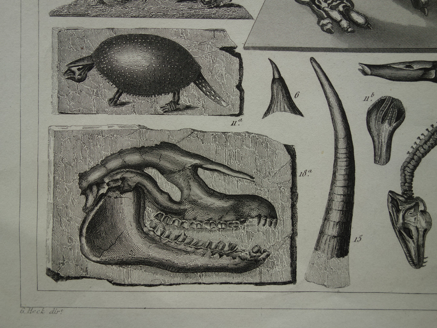 FOSSIELEN 170+ jaar oude prent van Fossielen originele antieke illustratie Megatherium Fossiel vintage afbeelding prints