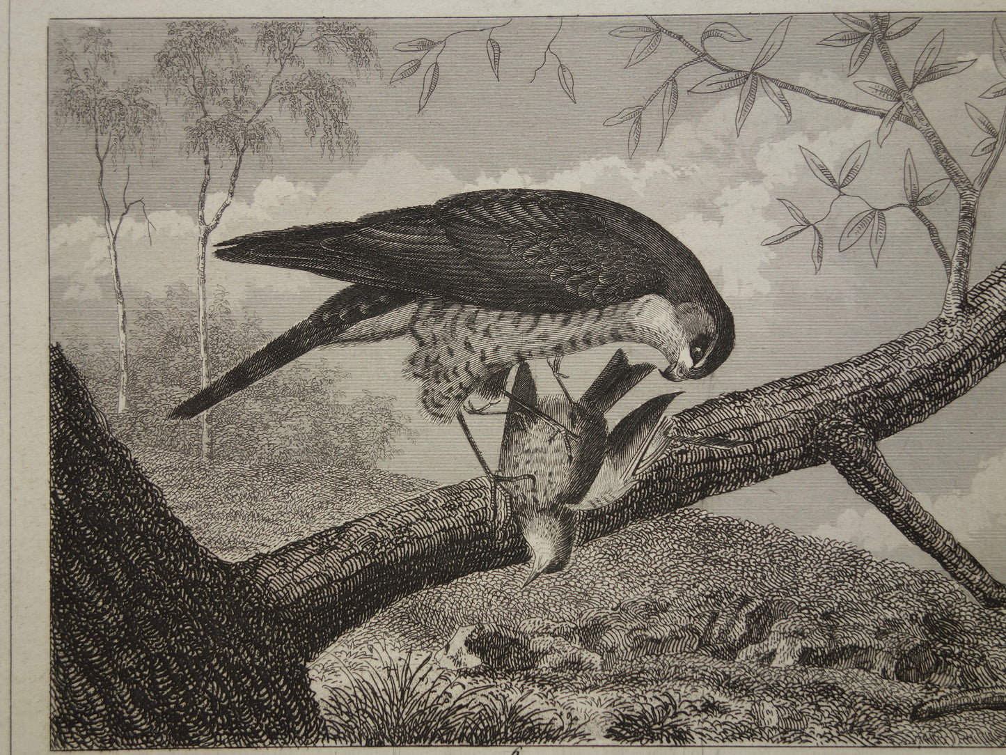Old print of Birds of Prey original antique bird illustration Eagle Sparrowhawk Osprey vintage image prints