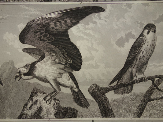 Visarend en Sperwer antieke illustratie
