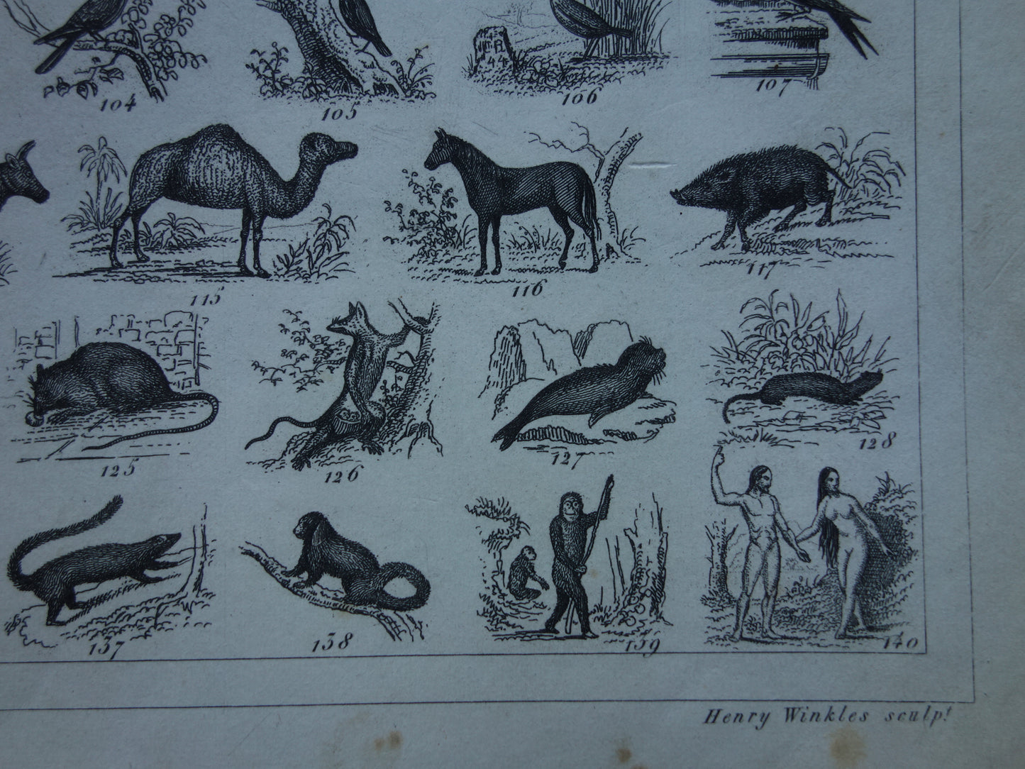 Über 170 Jahre alter Druck über die Klassifizierung von Tieren nach Georges Cuvier. Originalbiologie, antike Tierillustration, Vintage-Drucke