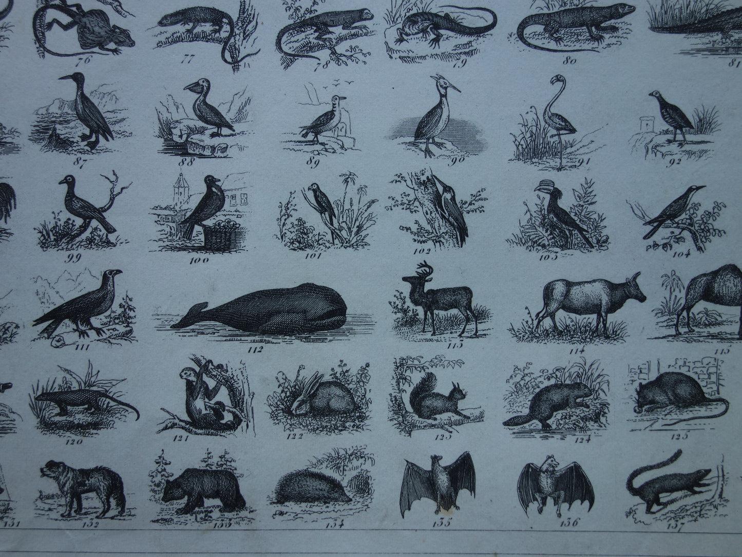 Über 170 Jahre alter Druck über die Klassifizierung von Tieren nach Georges Cuvier. Originalbiologie, antike Tierillustration, Vintage-Drucke