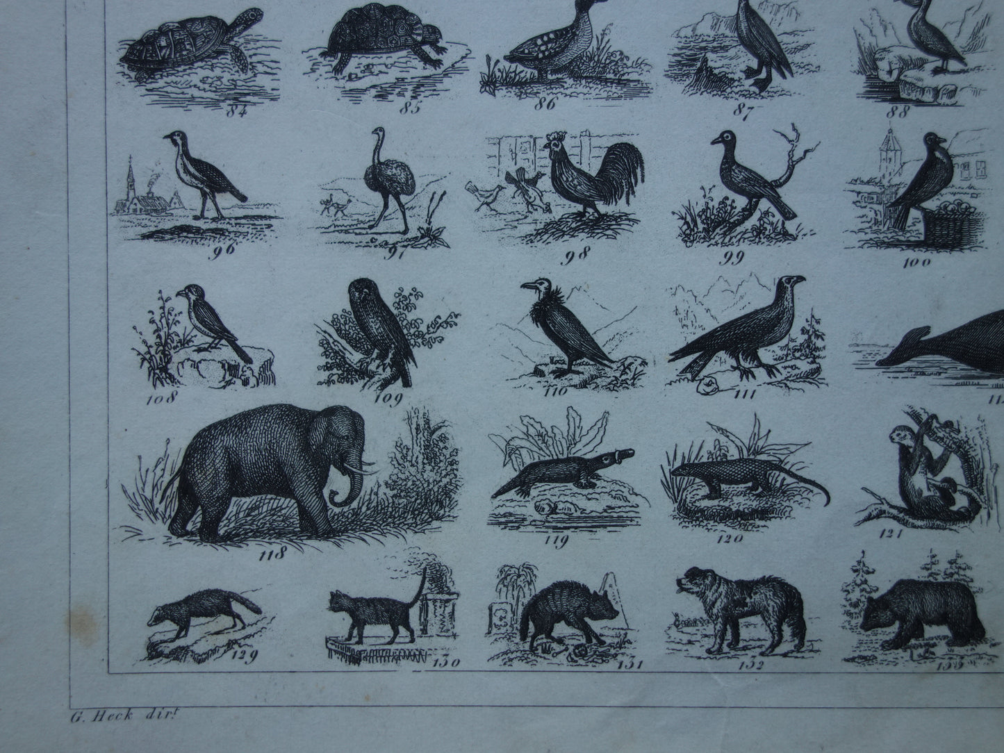 Über 170 Jahre alter Druck über die Klassifizierung von Tieren nach Georges Cuvier. Originalbiologie, antike Tierillustration, Vintage-Drucke