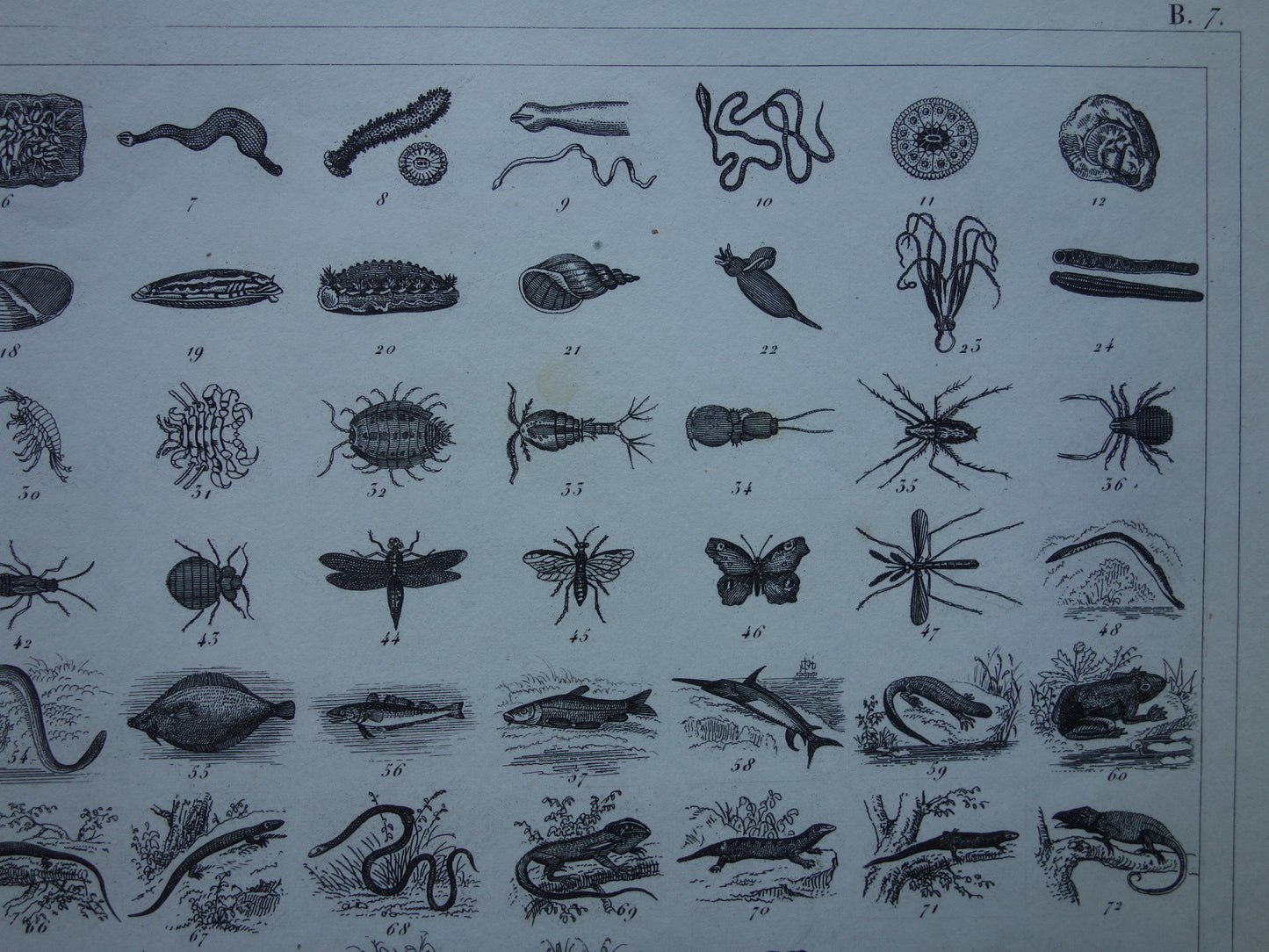 Über 170 Jahre alter Druck über die Klassifizierung von Tieren nach Georges Cuvier. Originalbiologie, antike Tierillustration, Vintage-Drucke