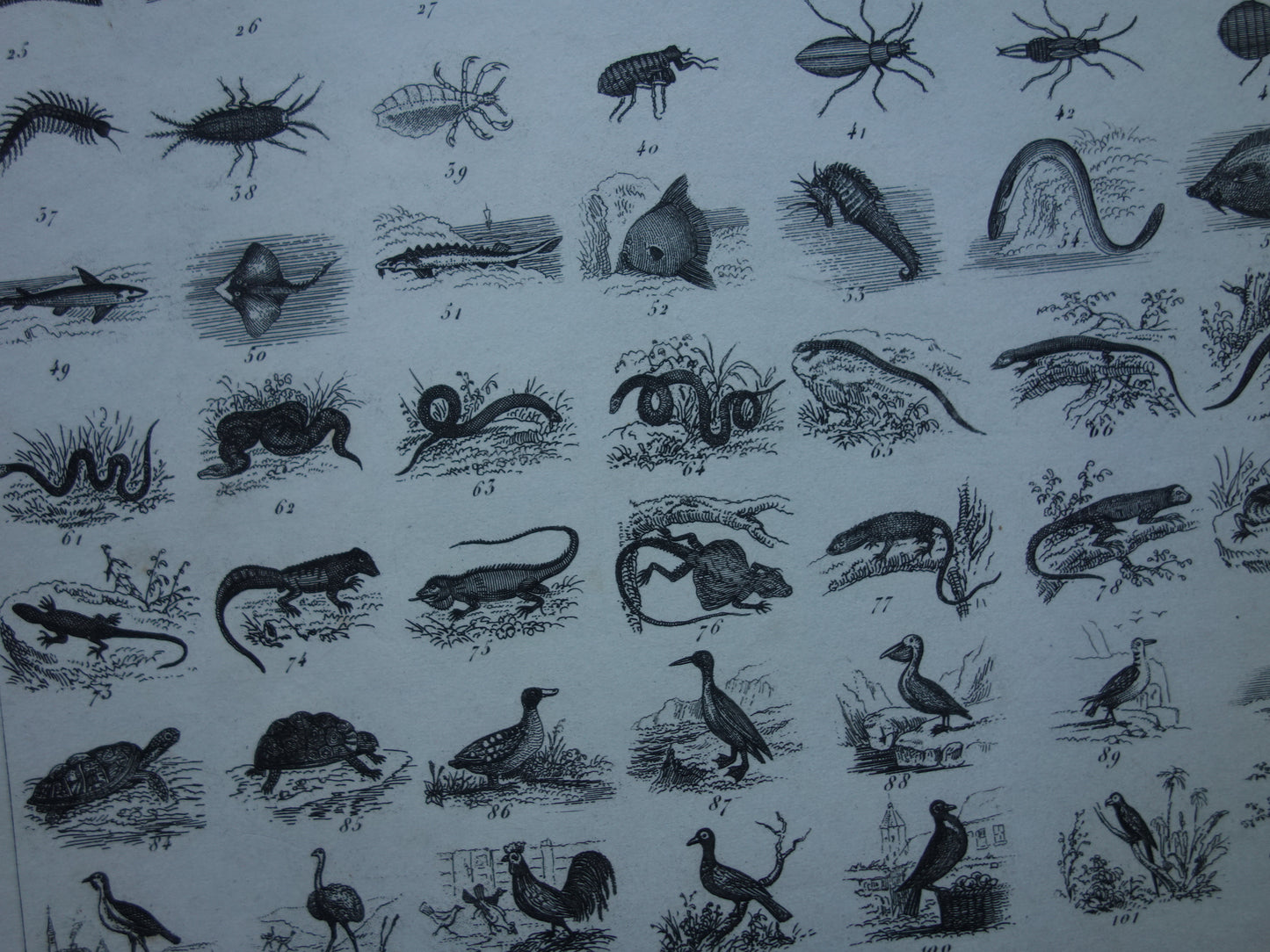 Über 170 Jahre alter Druck über die Klassifizierung von Tieren nach Georges Cuvier. Originalbiologie, antike Tierillustration, Vintage-Drucke