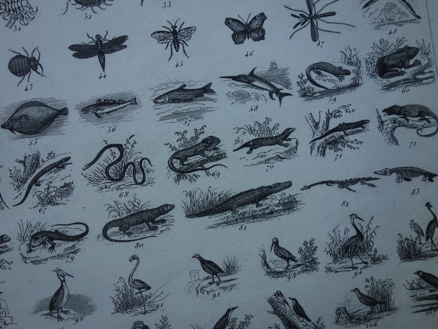 Über 170 Jahre alter Druck über die Klassifizierung von Tieren nach Georges Cuvier. Originalbiologie, antike Tierillustration, Vintage-Drucke