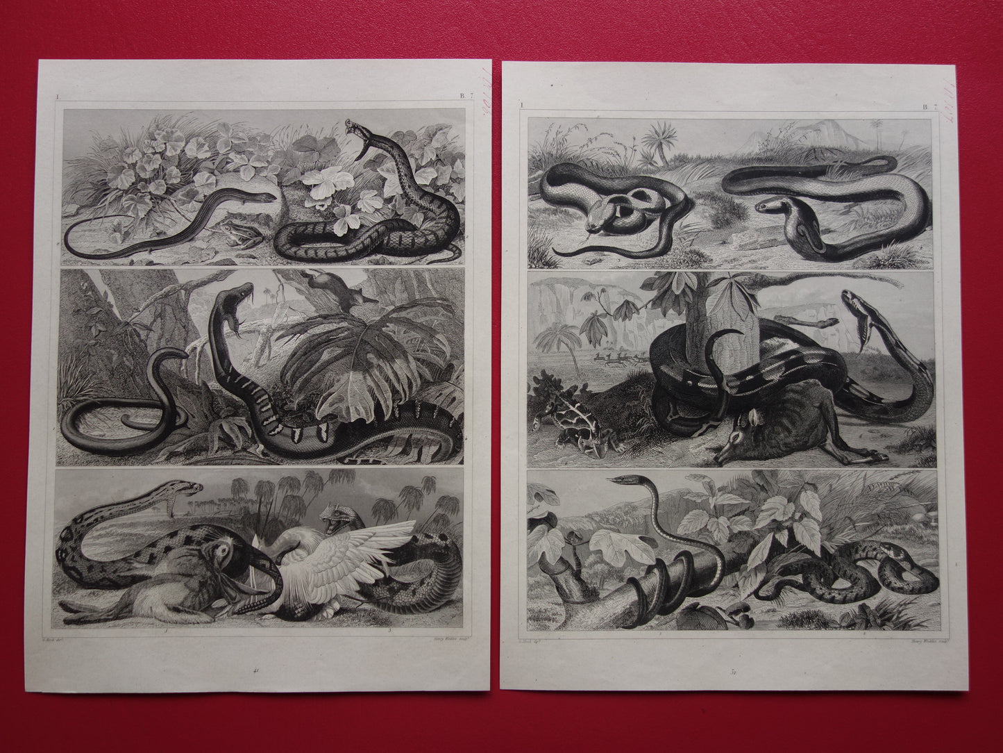 SNAKES Set of two old prints about the snake from 1849 - original antique prints Cobra Adder Boa vintage illustration