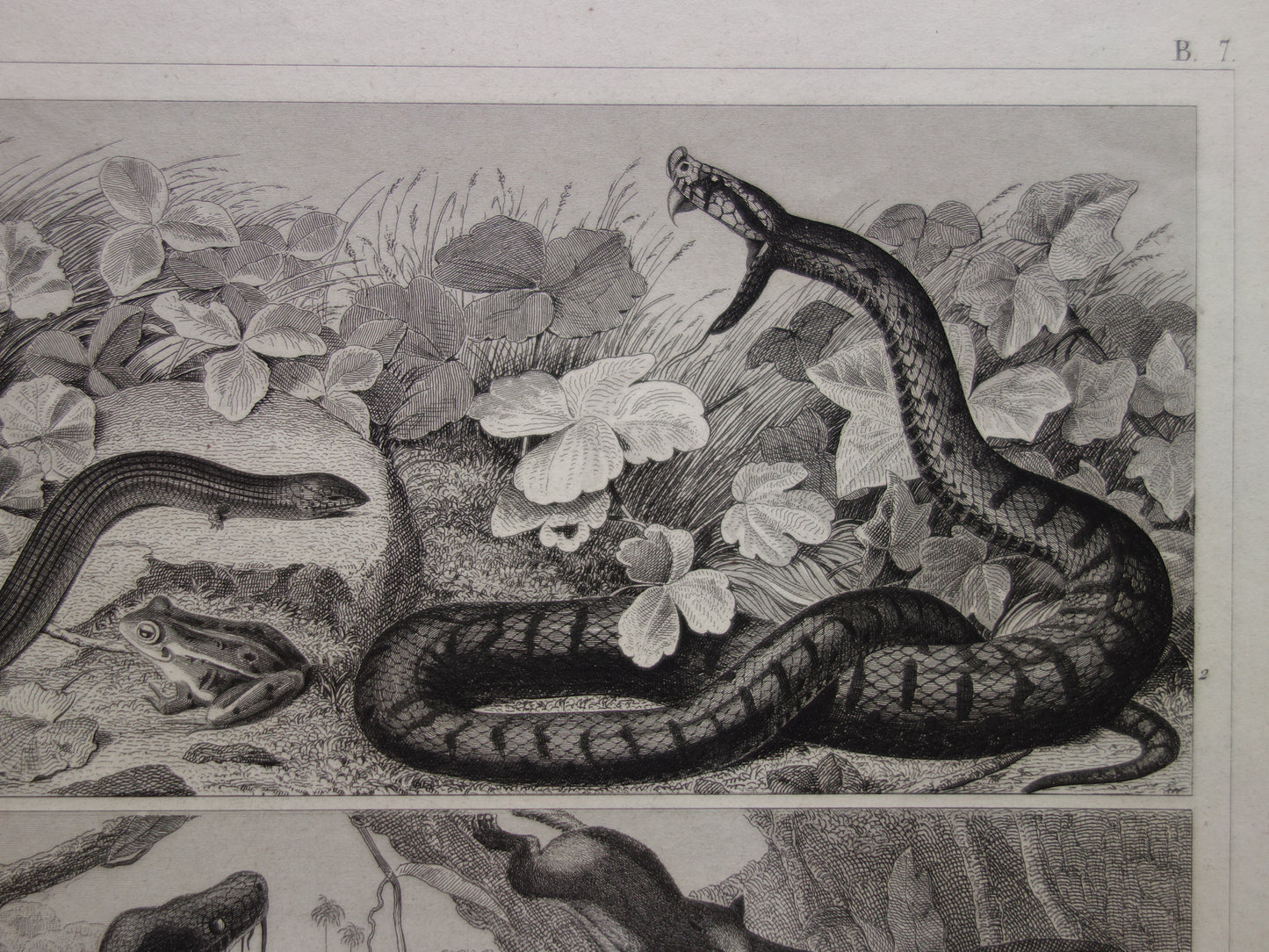 SNAKES Set of two old prints about the snake from 1849 - original antique prints Cobra Adder Boa vintage illustration
