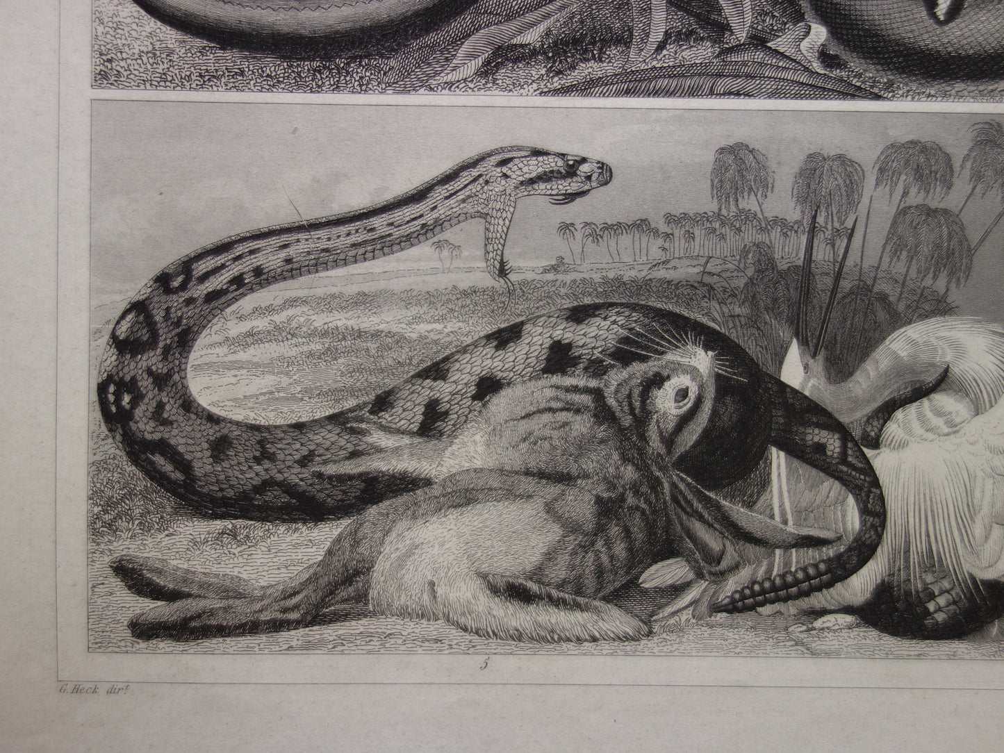 SNAKES Set of two old prints about the snake from 1849 - original antique prints Cobra Adder Boa vintage illustration