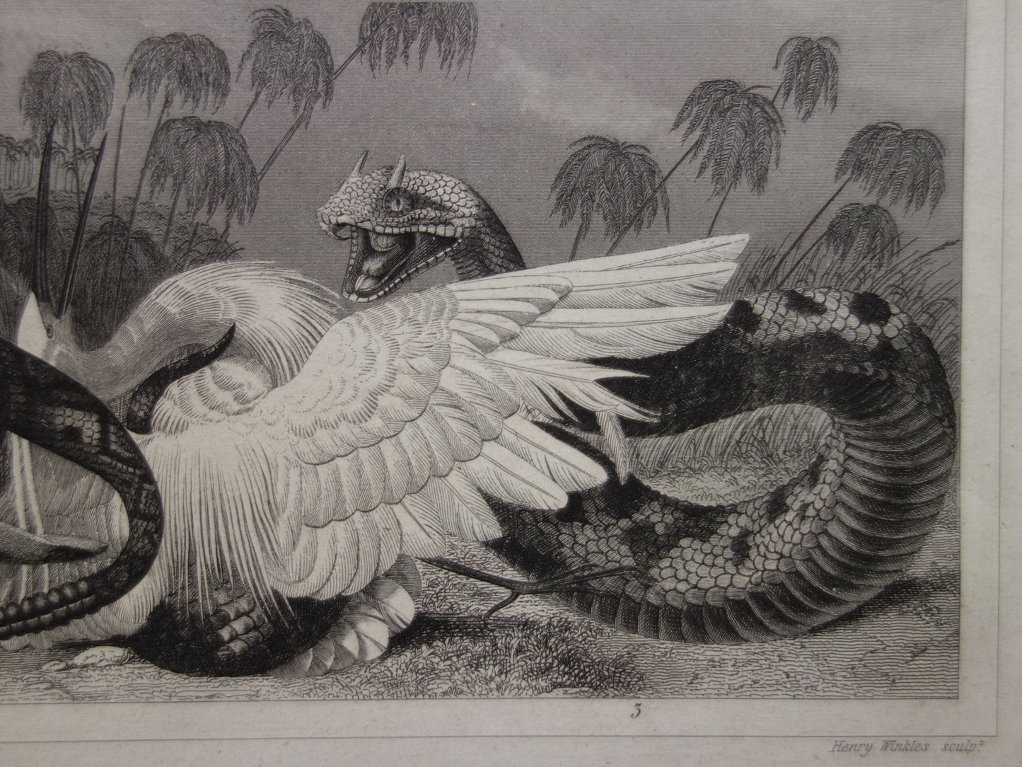 SNAKES Set of two old prints about the snake from 1849 - original antique prints Cobra Adder Boa vintage illustration
