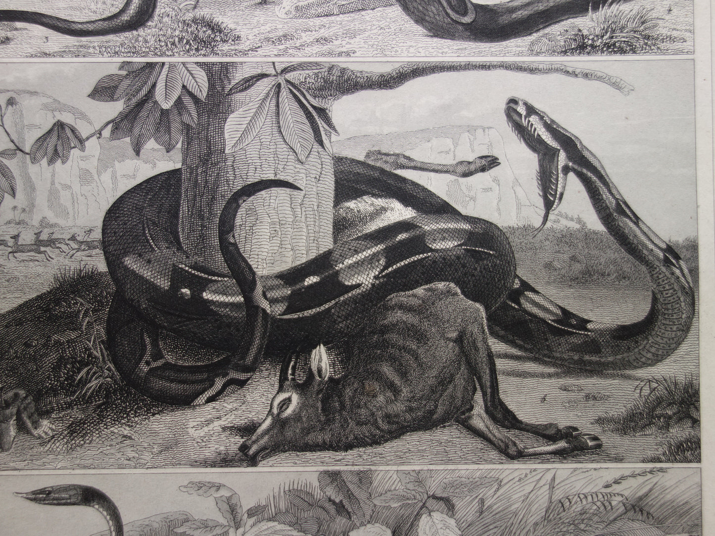 SNAKES Set of two old prints about the snake from 1849 - original antique prints Cobra Adder Boa vintage illustration