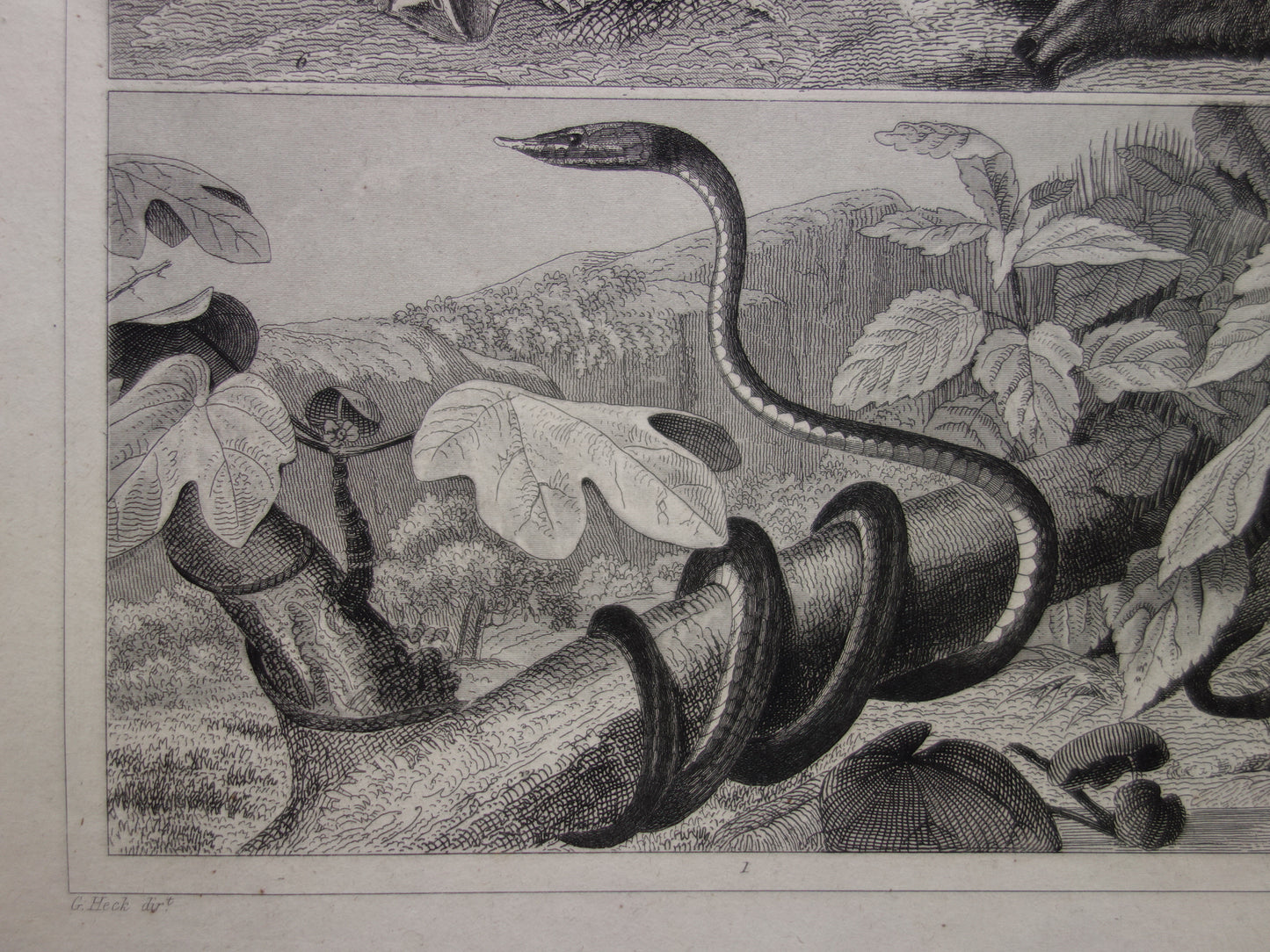 SNAKES Set of two old prints about the snake from 1849 - original antique prints Cobra Adder Boa vintage illustration