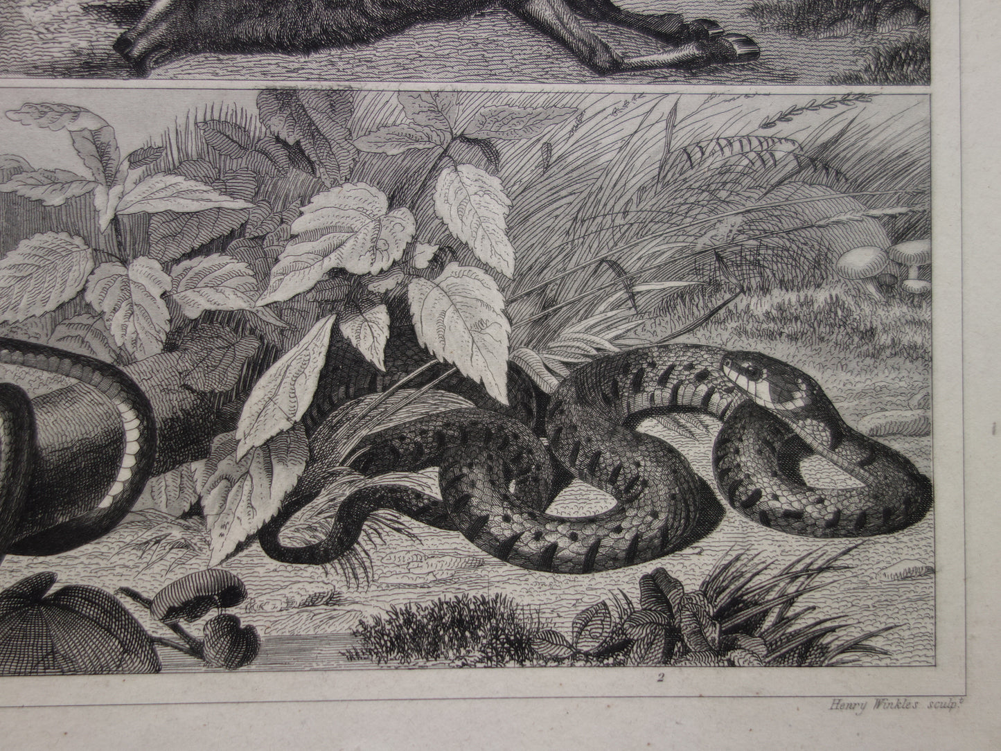 SNAKES Set of two old prints about the snake from 1849 - original antique prints Cobra Adder Boa vintage illustration