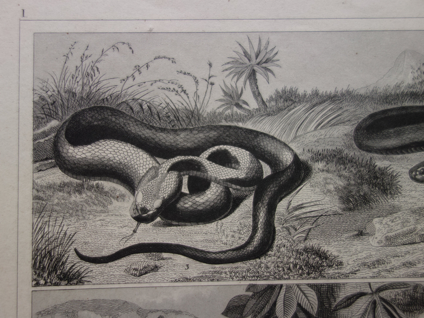 SNAKES Set of two old prints about the snake from 1849 - original antique prints Cobra Adder Boa vintage illustration