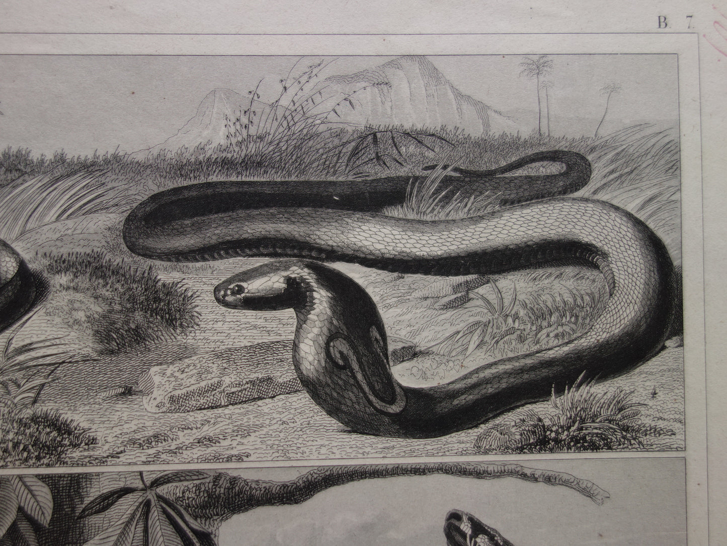 SNAKES Set of two old prints about the snake from 1849 - original antique prints Cobra Adder Boa vintage illustration