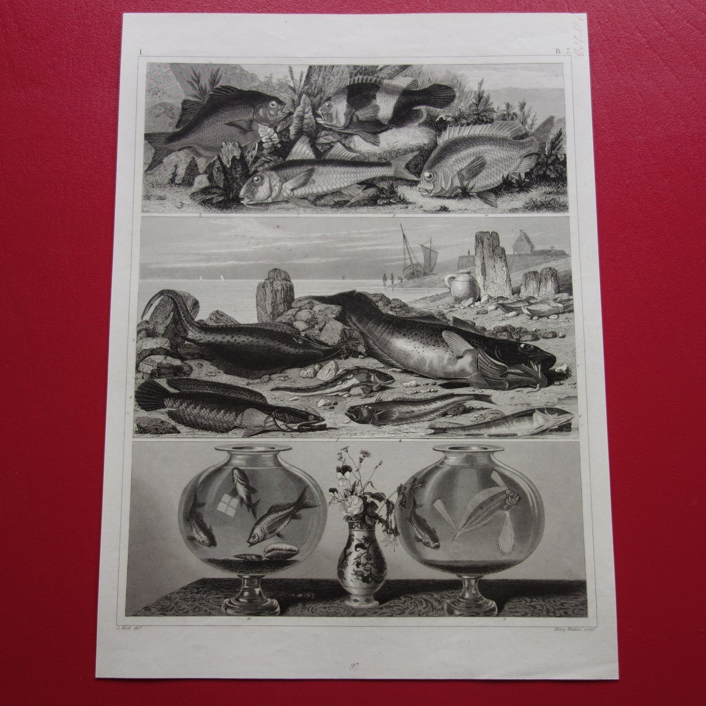 Vissen vintage print uit 1849 Goudvis Galjoen Vleet Wijting Kabeljouw Antieke Illustratie Originele vis prent