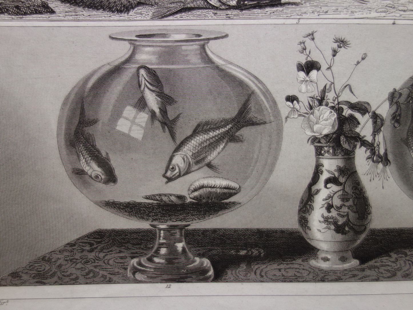 Goudvissen oude antieke illustratie goudvis print